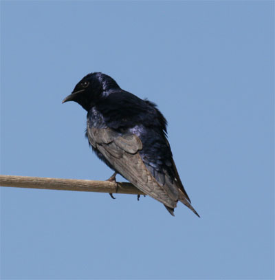 Purple Martin