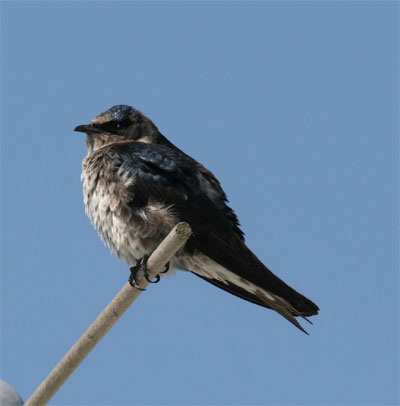 Purple Martin