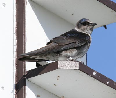 Purple Martin