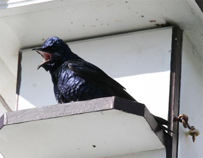 Purple Martin