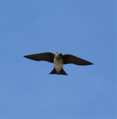 Purple Martin