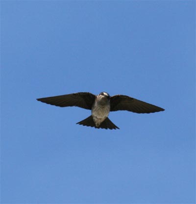 Purple Martin