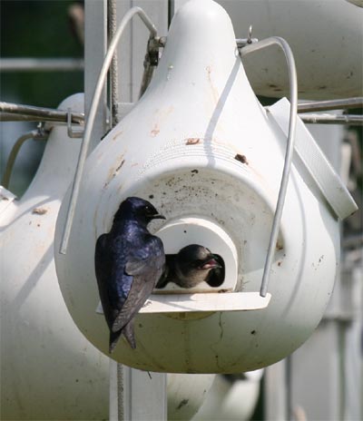 Purple Martin