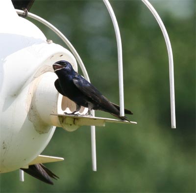 Purple Martin