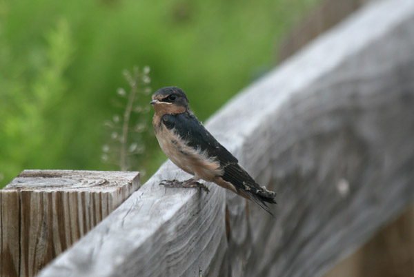 Purple Martins