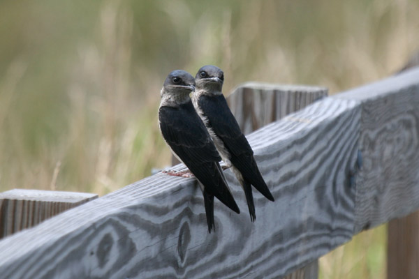 Purple Martins