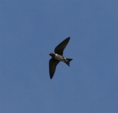 Purple Martin Flying