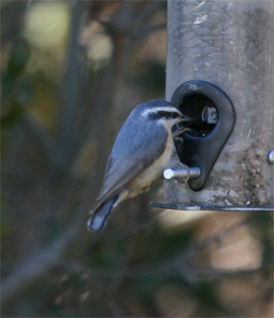 Red Breasted Nuthatch