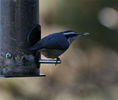 Red Breasted Nuthatch