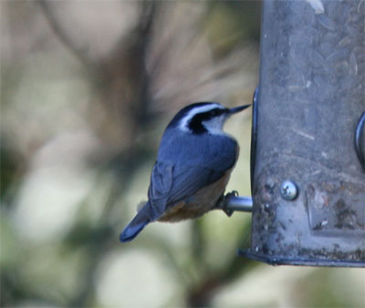 Red Breasted Nuthatch