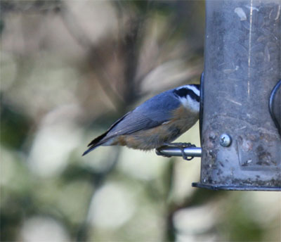 Red Breasted Nuthatch