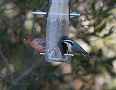 Red Breasted Nuthatch and House Finch