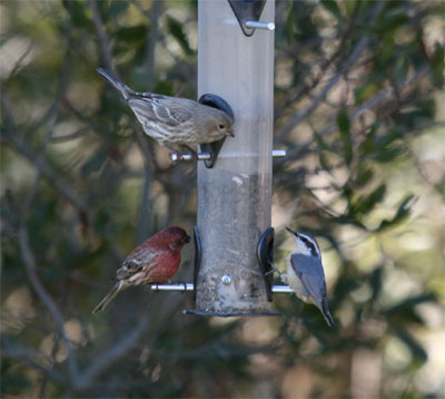 Red Breasted Nuthatch and House Finch