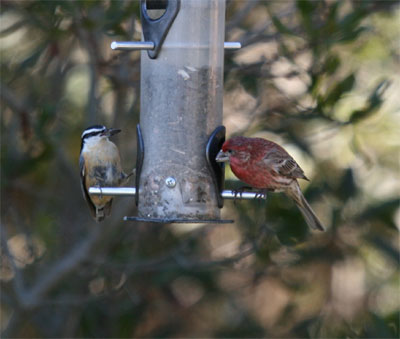 Red Breasted Nuthatch and House Finch