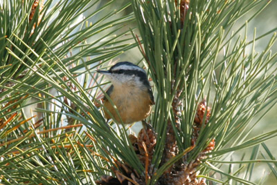 Red Breasted Nuthatch