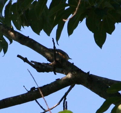 Red Breasted Nuthatch