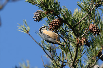 Red Breasted Nuthatch