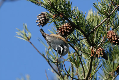 Red Breasted Nuthatch