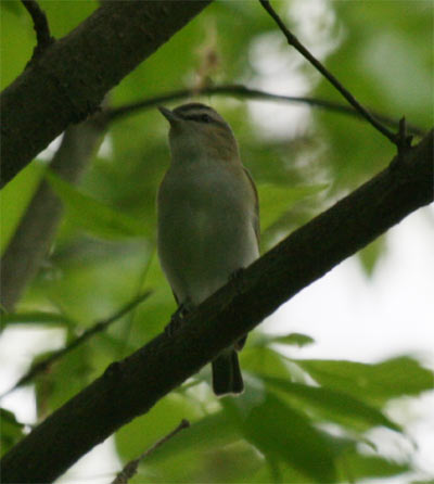 Red Eyed Vireo
