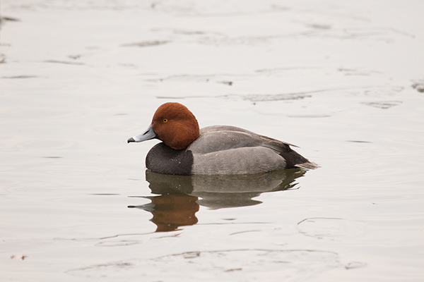 Redhead