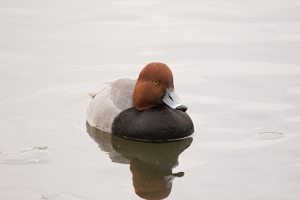 Redhead