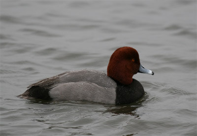 Redhead Duck