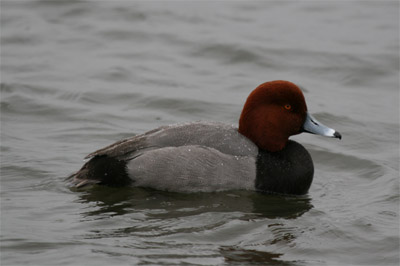 Redhead Duck