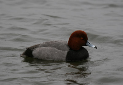 Redhead Duck