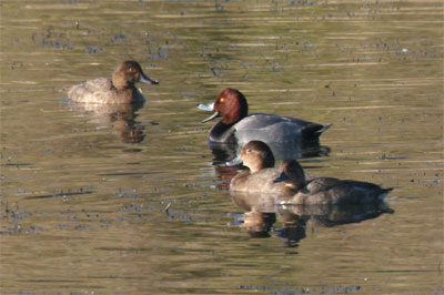 Redhead Duck