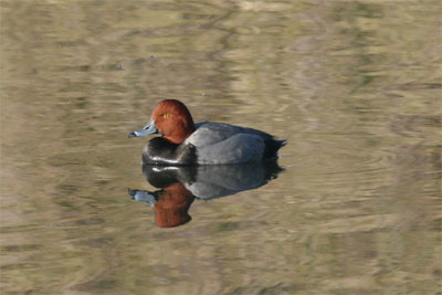 Redhead Duck