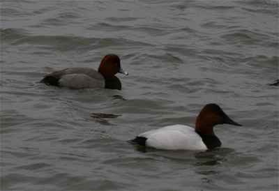 Redhead and Canvasback