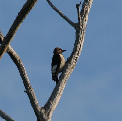 Red Headed Woodpecker