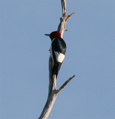 Red Headed Woodpecker