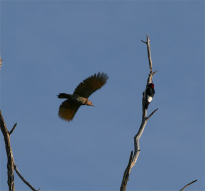 Red Headed Woodpecker