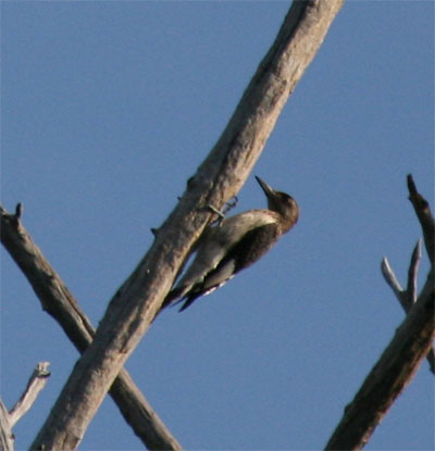 Red Headed Woodpecker