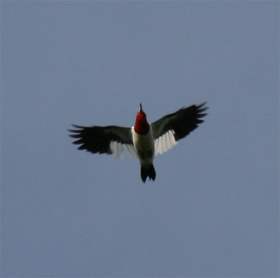 Red Headed Woodpecker