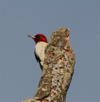 Red Headed Woodpecker