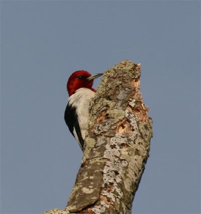 Red Headed Woodpecker