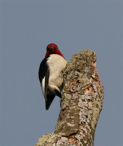 Red Headed Woodpecker