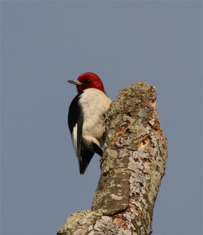 Red Headed Woodpecker