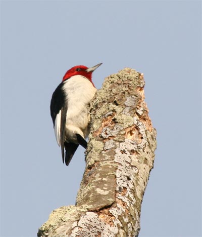 Red Headed Woodpecker