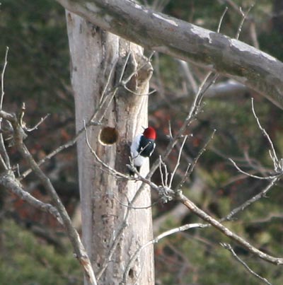 Red Headed Woodpecker