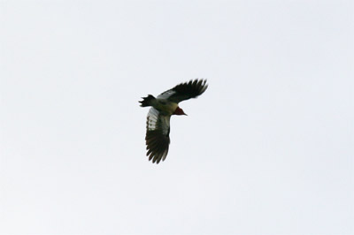 Red Headed Woodpecker