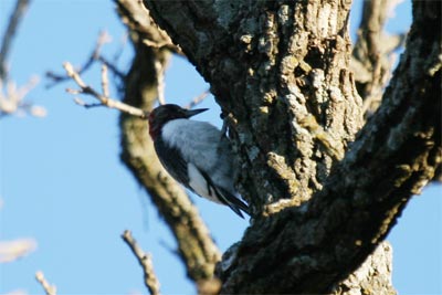 Red Headed Woodpecker