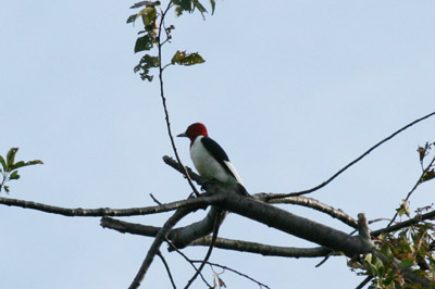 Red Headed Woodpecker