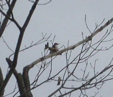 Red Headed Woodpecker