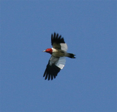 Red Headed Woodpecker