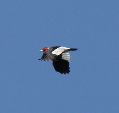 Red Headed Woodpecker