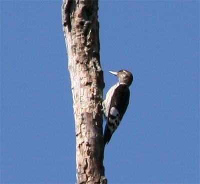 Red Headed Woodpecker