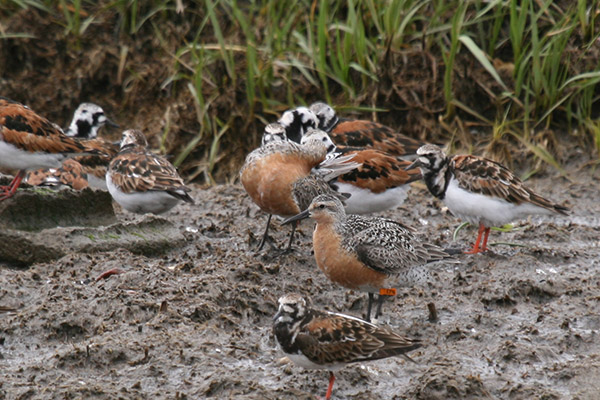 Red Knots